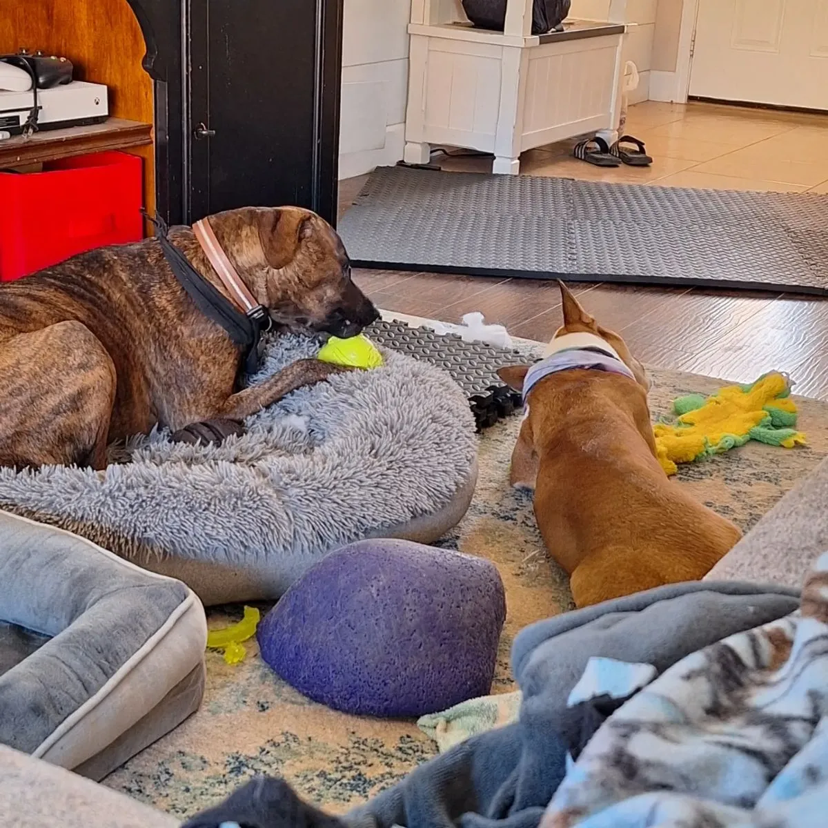 A foster guardian sitting peacefully on a porch with a mixed-breed rescue dog while waiting for a transition