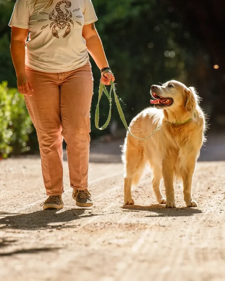 A happy volunteer walking a dog in a sunny outdoor field near an animal shelter to avoid cat allergens.