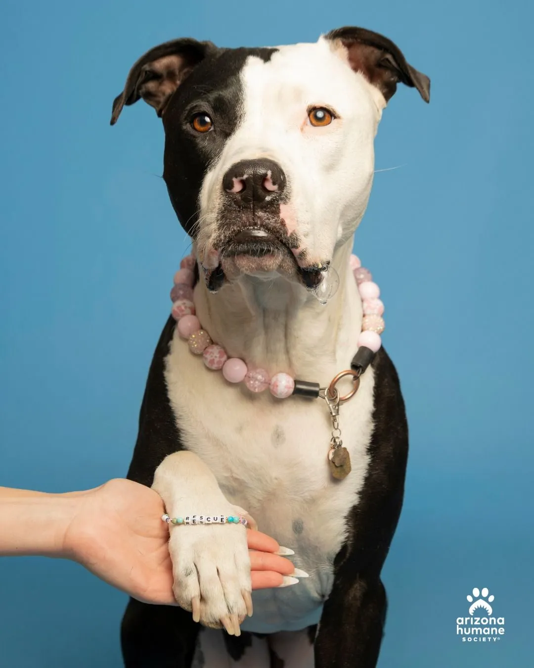 Volunteer wearing safe minimal jewelry at an animal shelter orientation