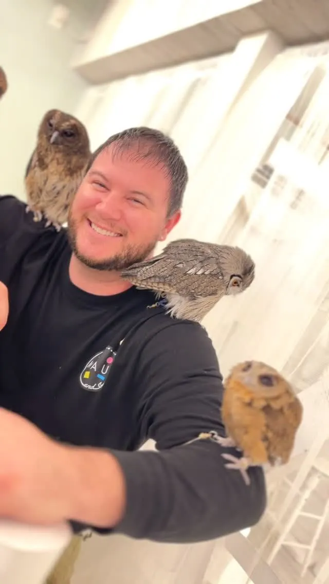 Professional wildlife rehabilitator safely observing a resting eastern screech owl in a quiet sanctuary enclosure.