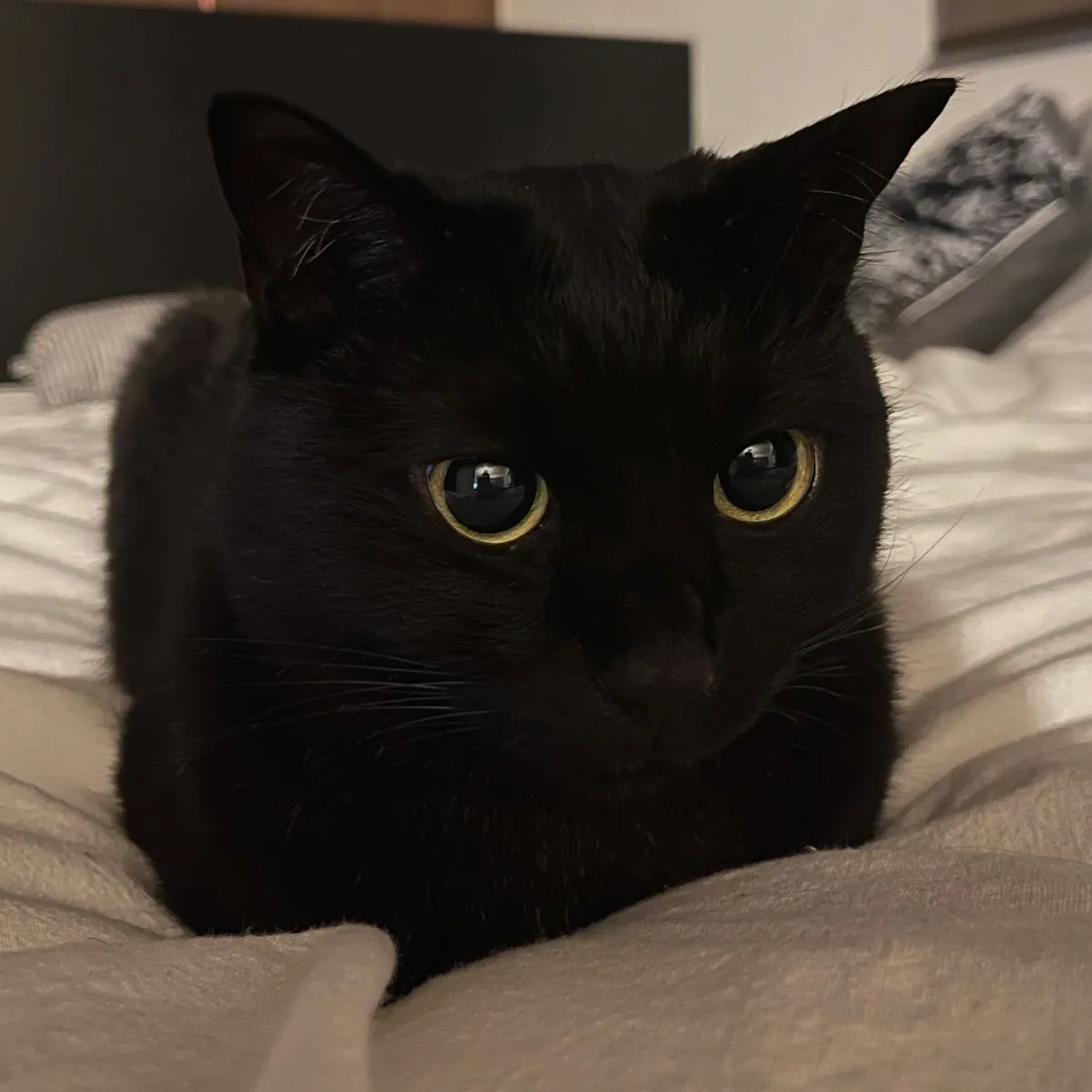 Adopt Oats Adopt Oats