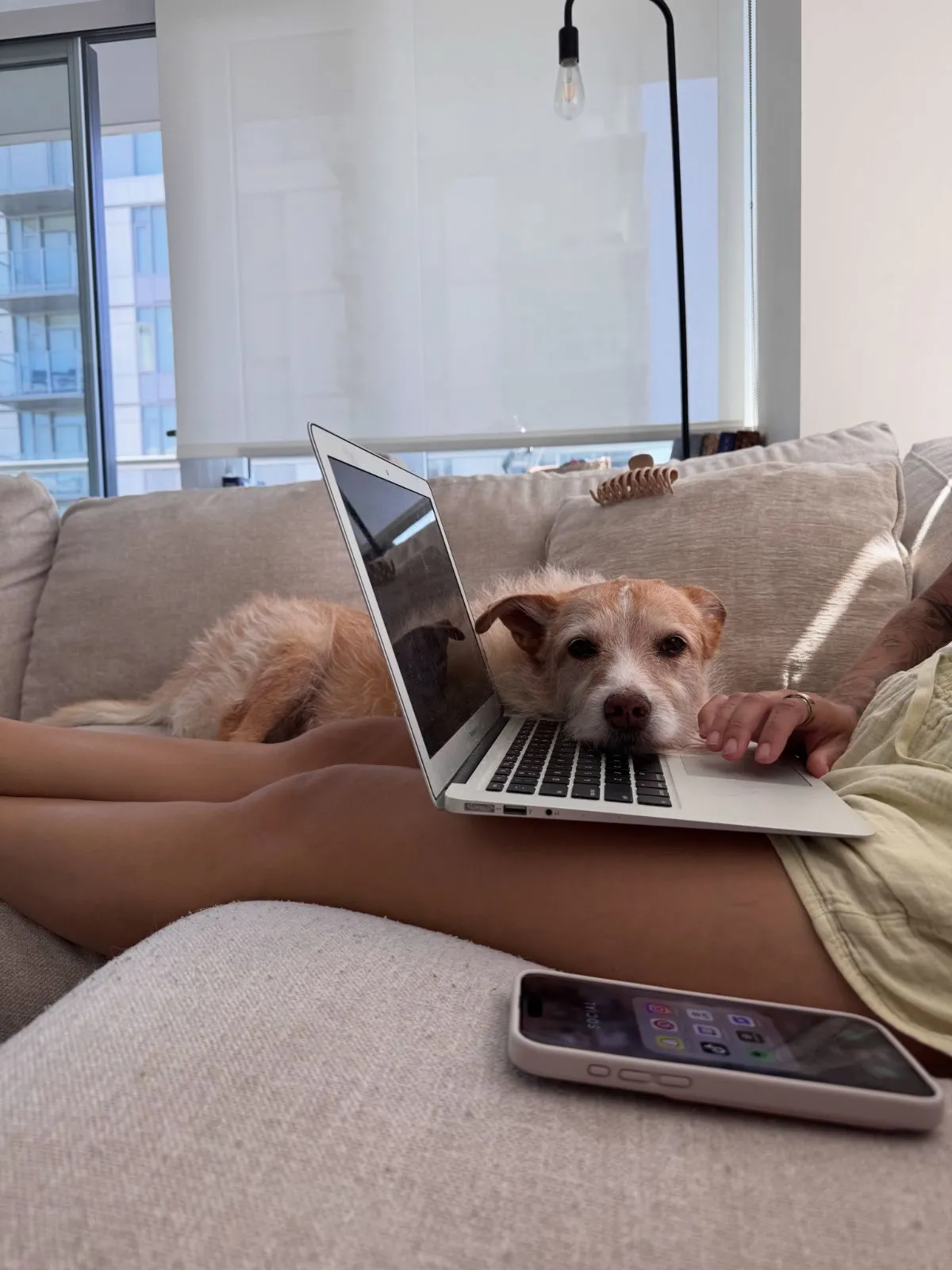 Checking Animal Shelter Tax Status Online Person researching animal shelter non-profit status on a laptop