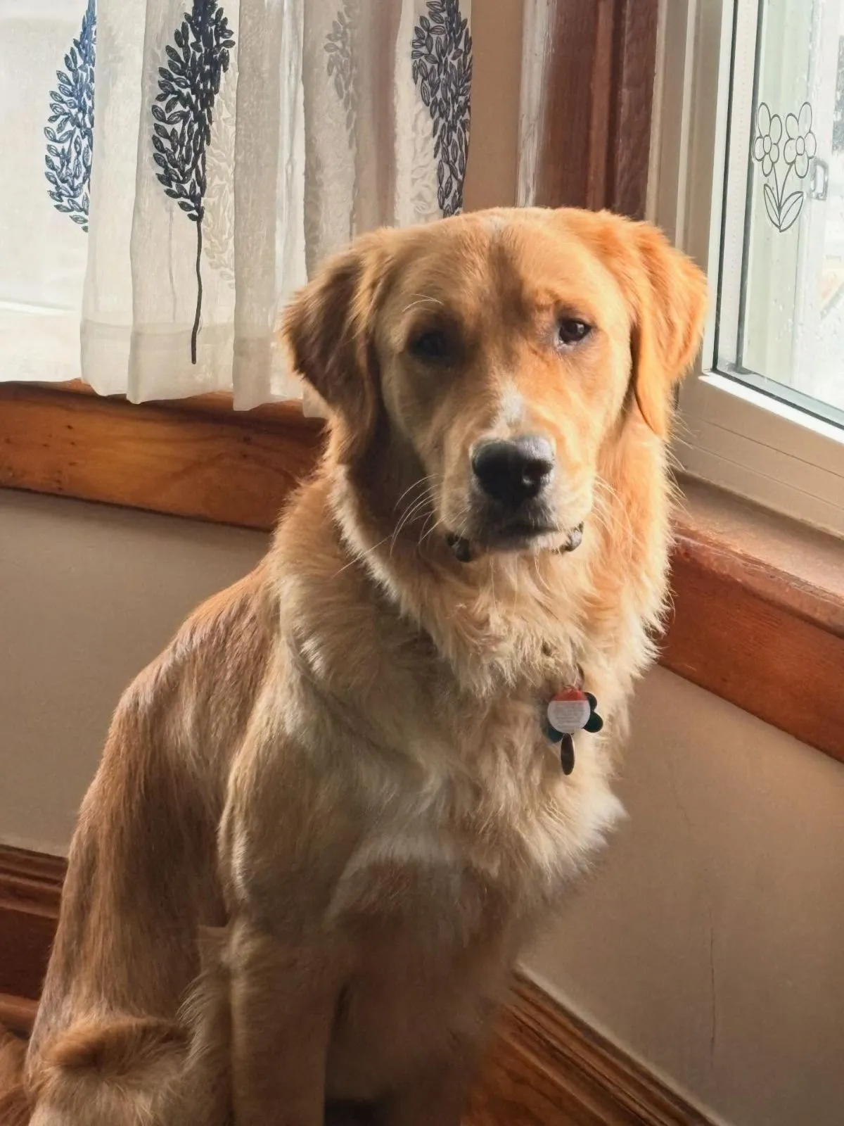 Essential tax documents for foster pets Hands organizing official rescue organization documents and pet supply receipts