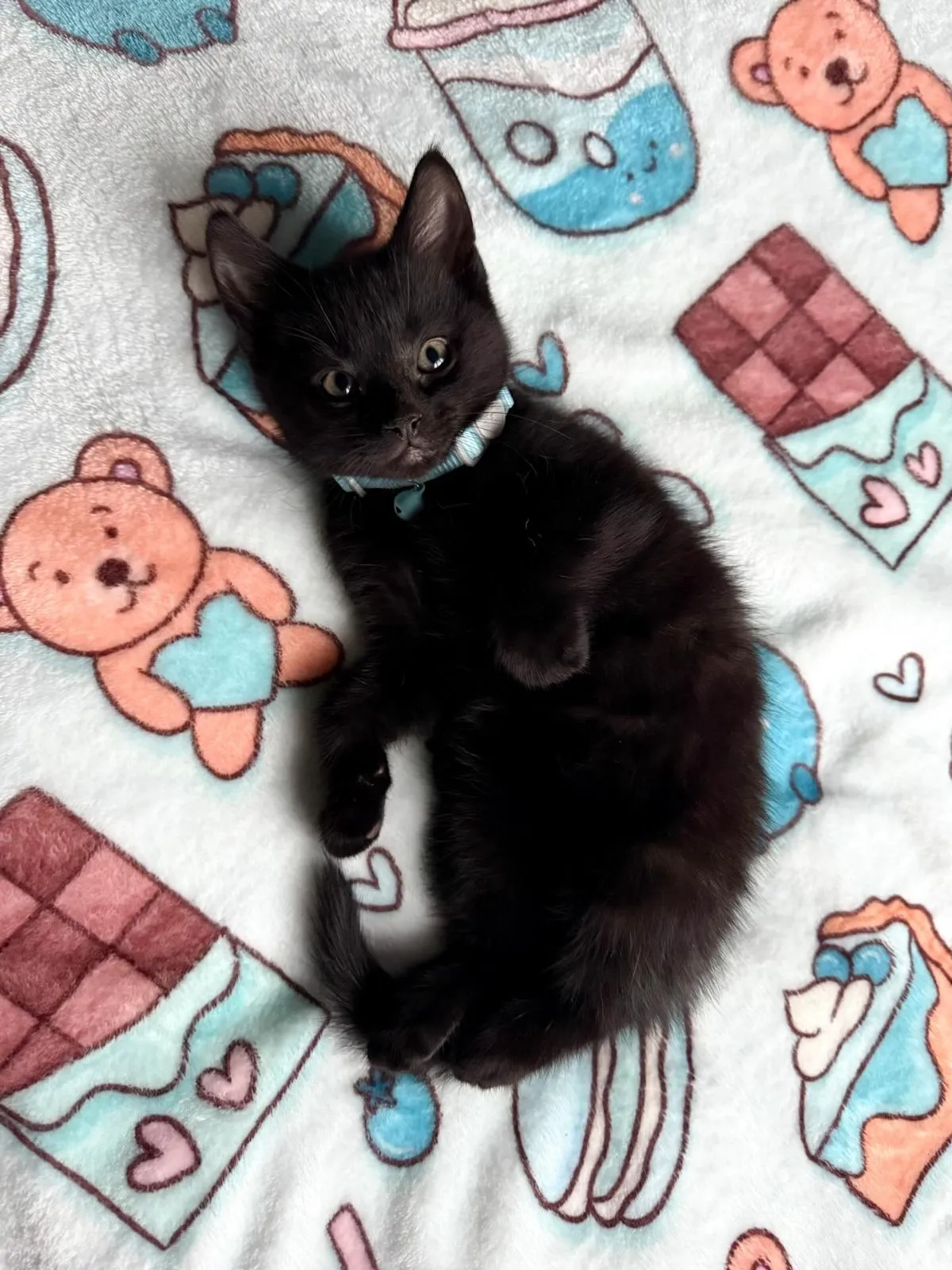 Folding A Kitten Foster Blanket Hands gently folding a soft fleece blanket used for foster kittens