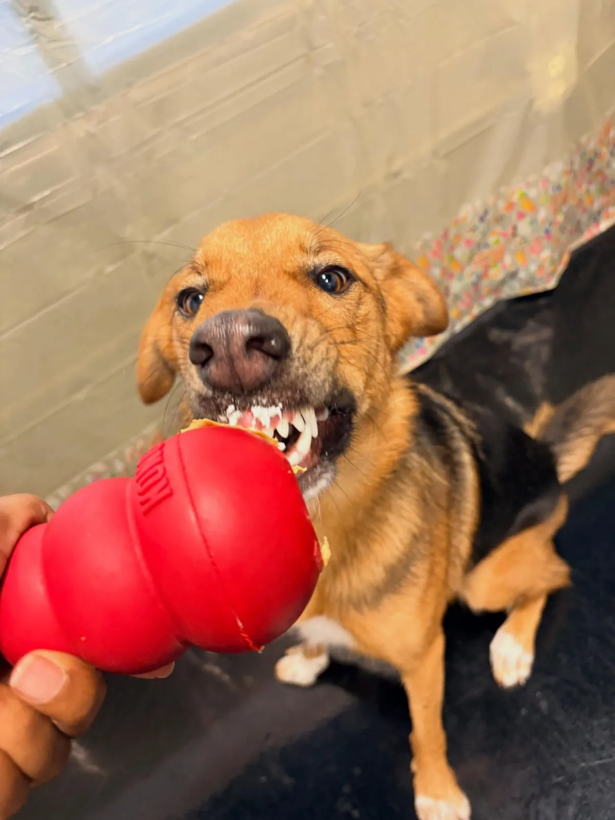 Heartworm Positive Dog Lick Mat A foster dog resting indoors while enjoying a mentally stimulating lick mat to keep their heart rate low during heartworm treatment