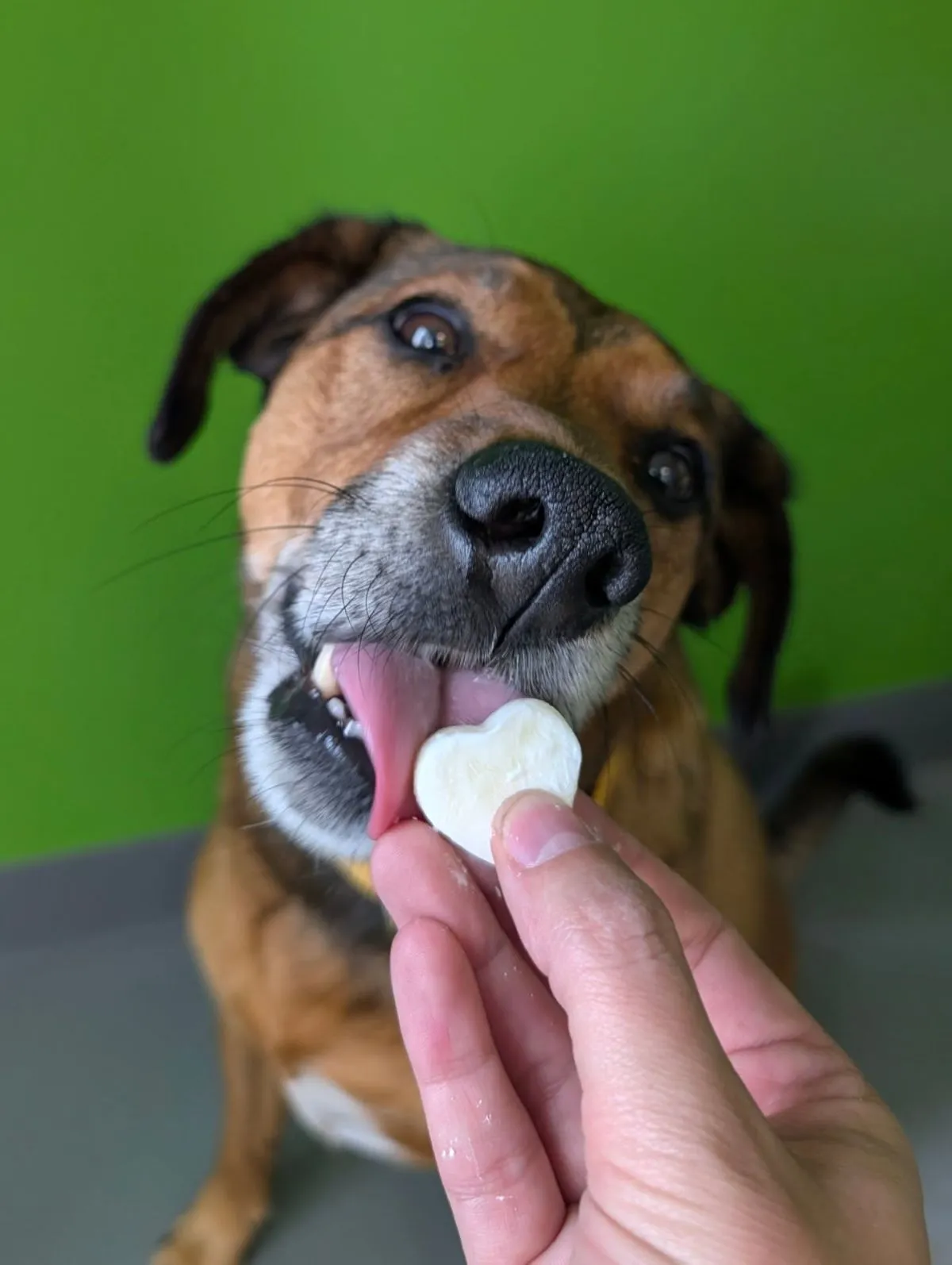 Hiding dog medication in treats Foster guardian preparing a dog's medication by hiding the pill inside a soft treat for easy feeding