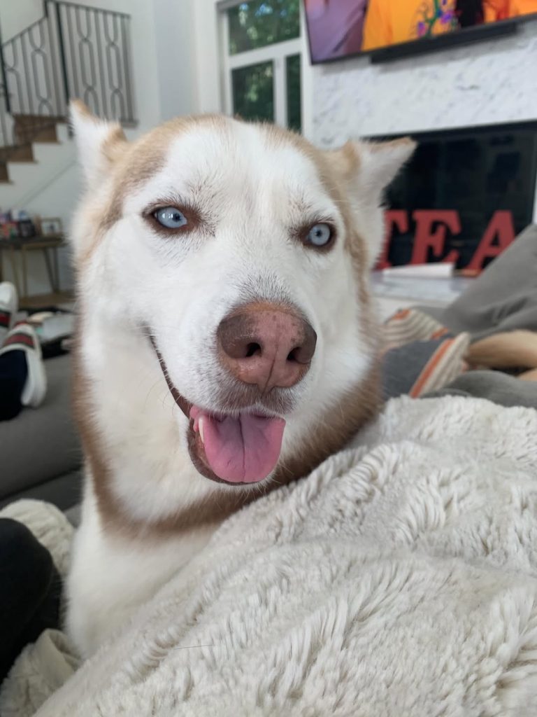 Gray Muzzled Senior Rescue Dog