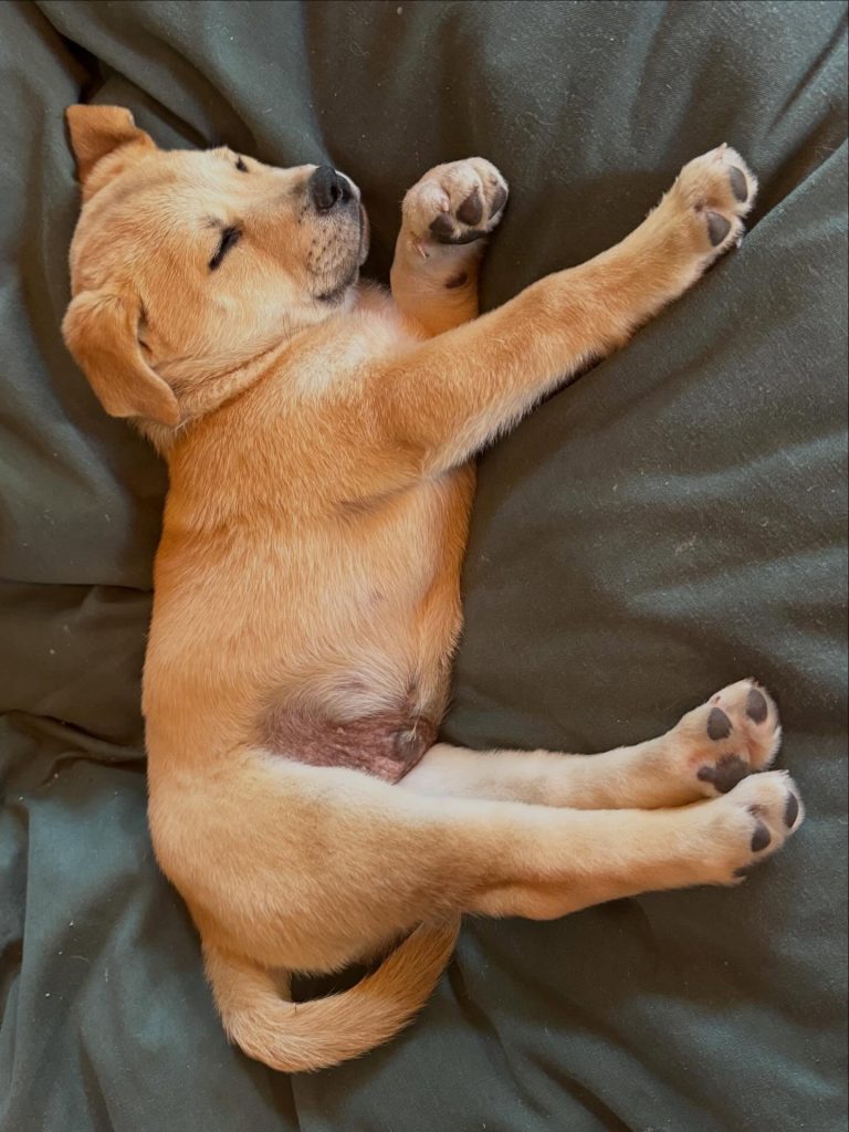 Calm Senior Dog Resting Indoors