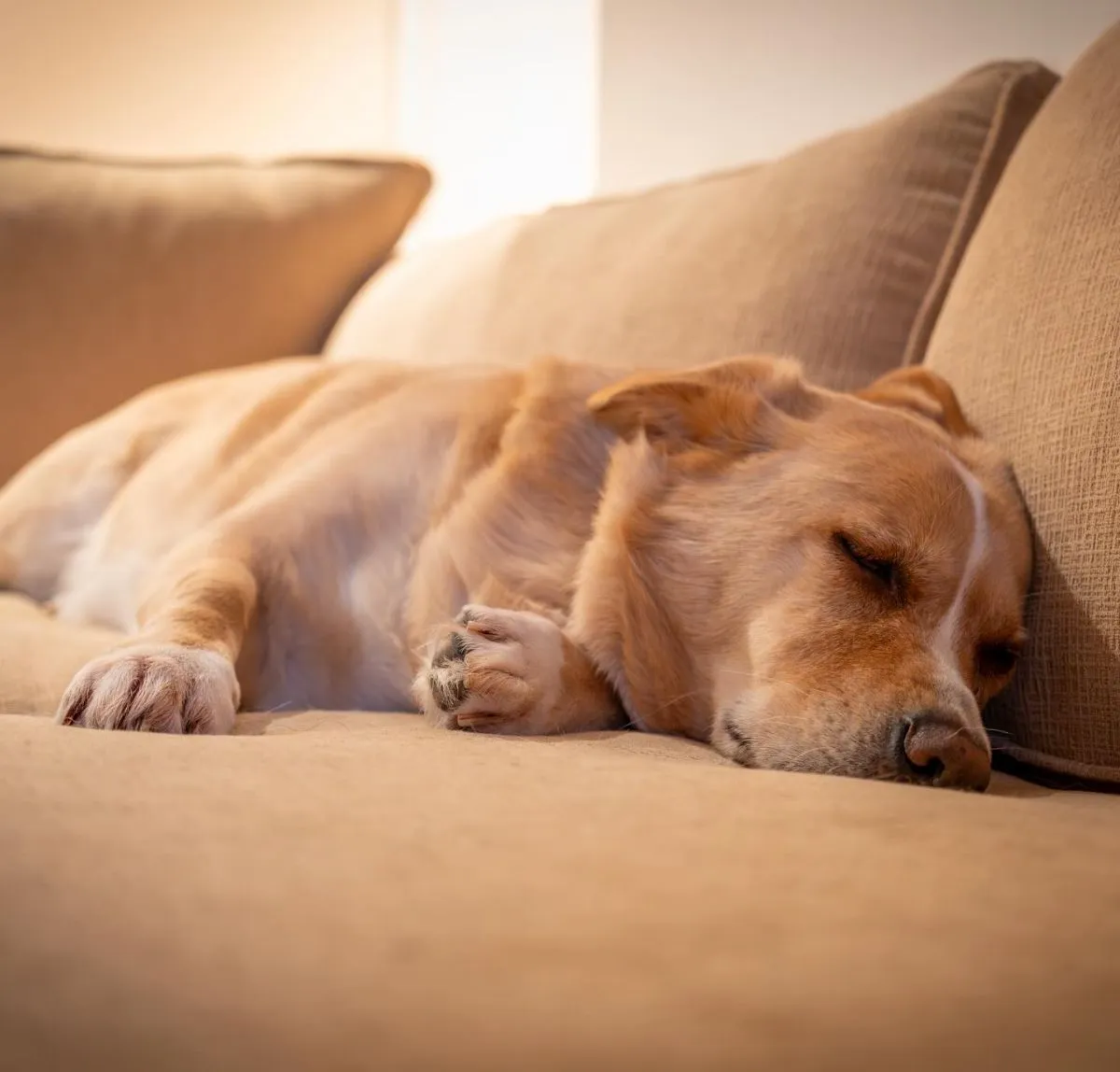 Interactive Pet Cameras For Dogs A pet camera dispensing a treat to a dog resting on a bed