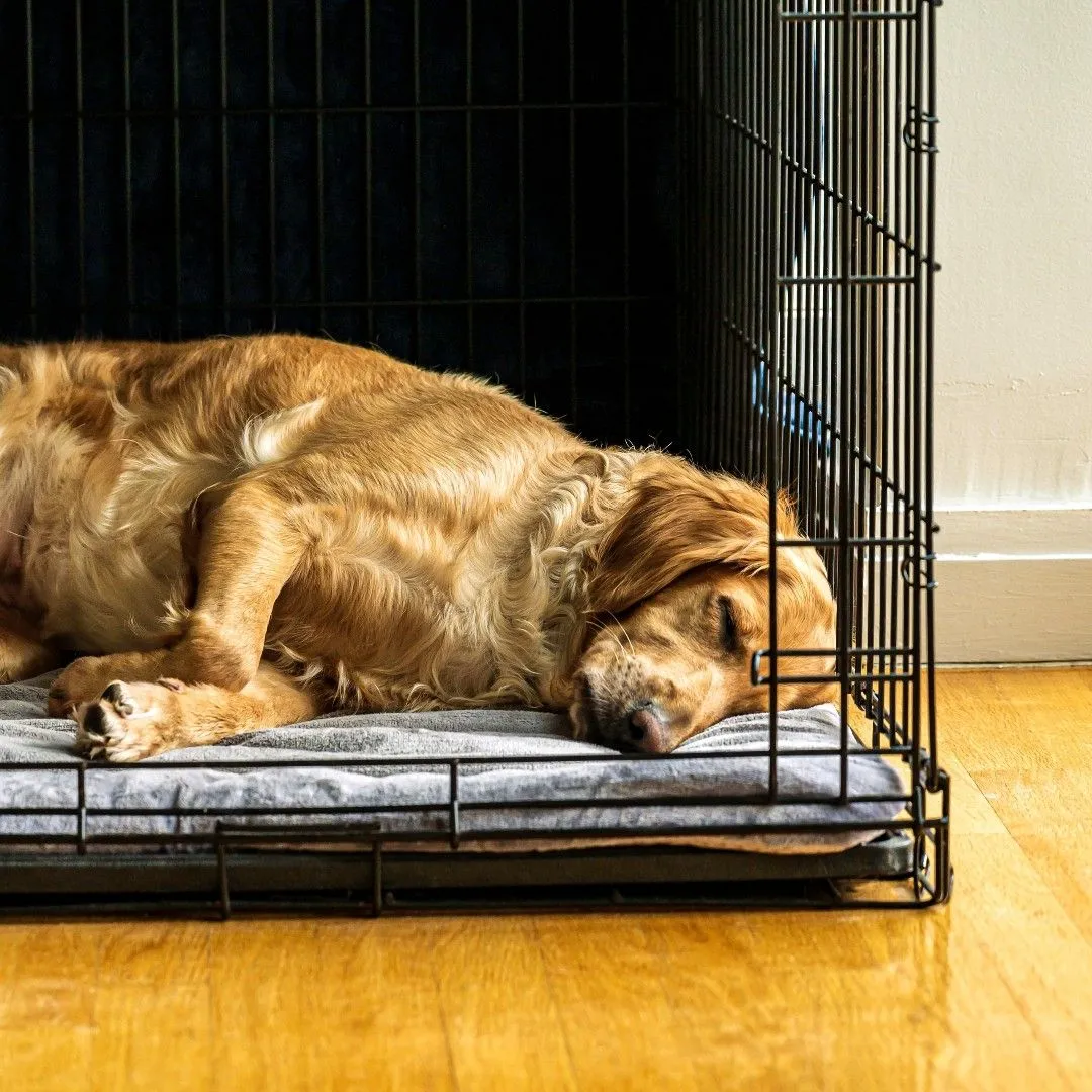 Low Stress Dog Recovery Space A quiet, cozy corner with a dog crate set up for post-treatment rest.