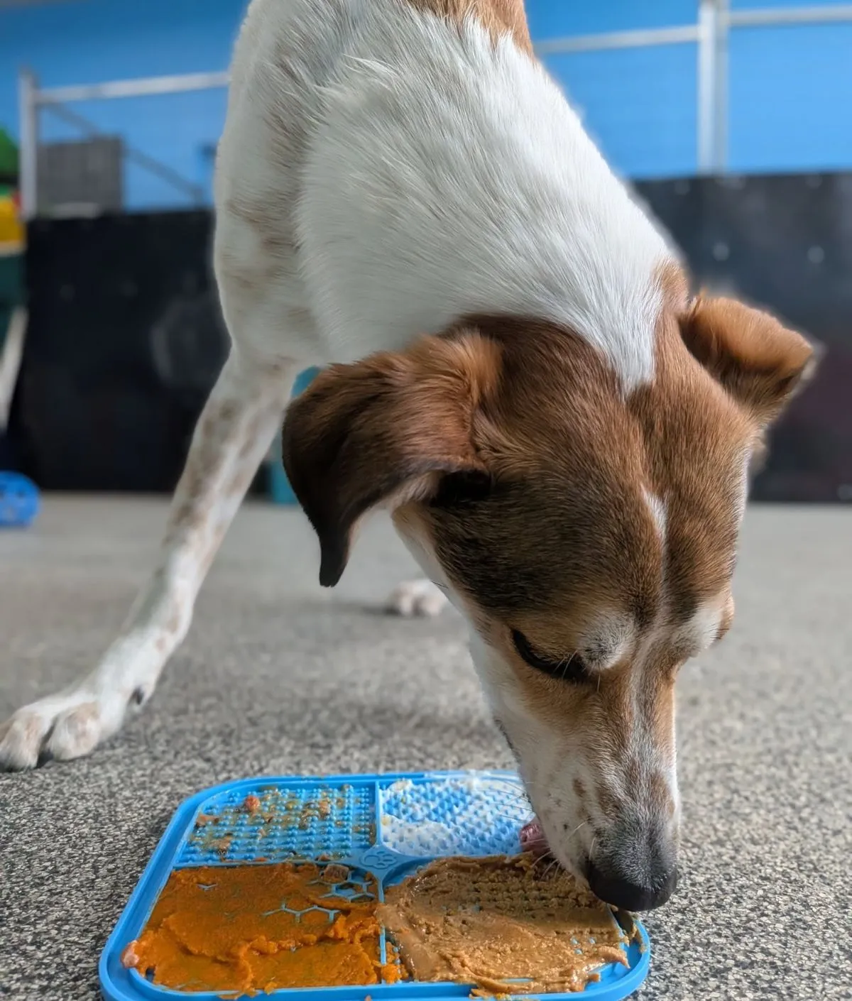Mental Enrichment For Foster Dogs Close up of a foster dog safely enjoying a lick mat indoors