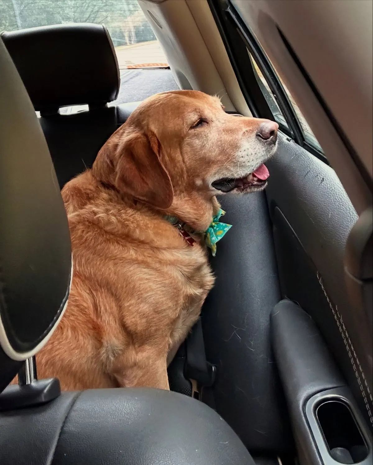 Recording foster dog mileage on clipboard A detailed mileage log clipboard resting on a steering wheel outside an animal rescue shelter