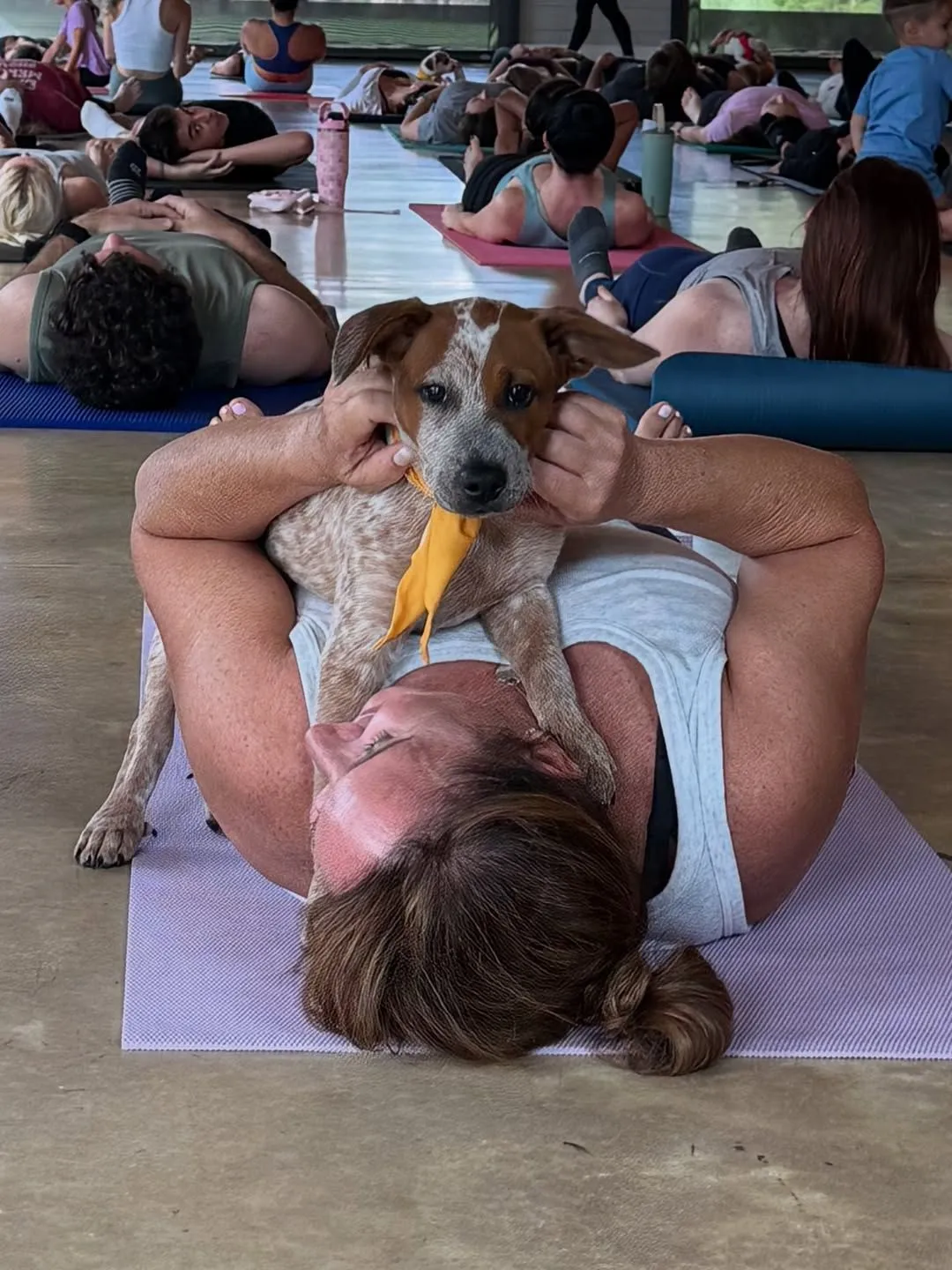 Reviewing Rescue Daycare Policies A person checking paperwork with a calm dog resting in the background