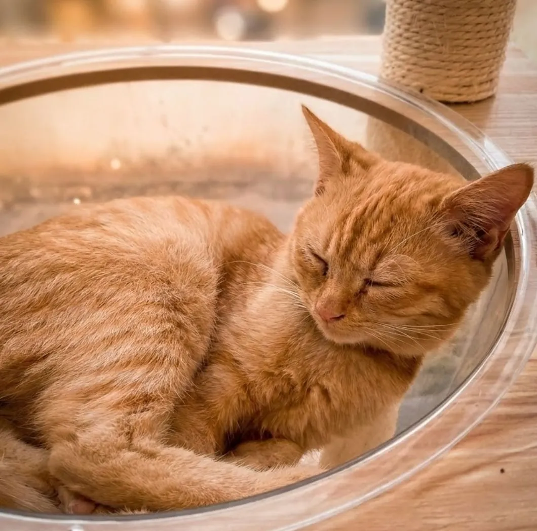 Safe Quarantine Setup For Foster Kittens A clean and secure quarantine environment setup for foster kittens with soft blankets