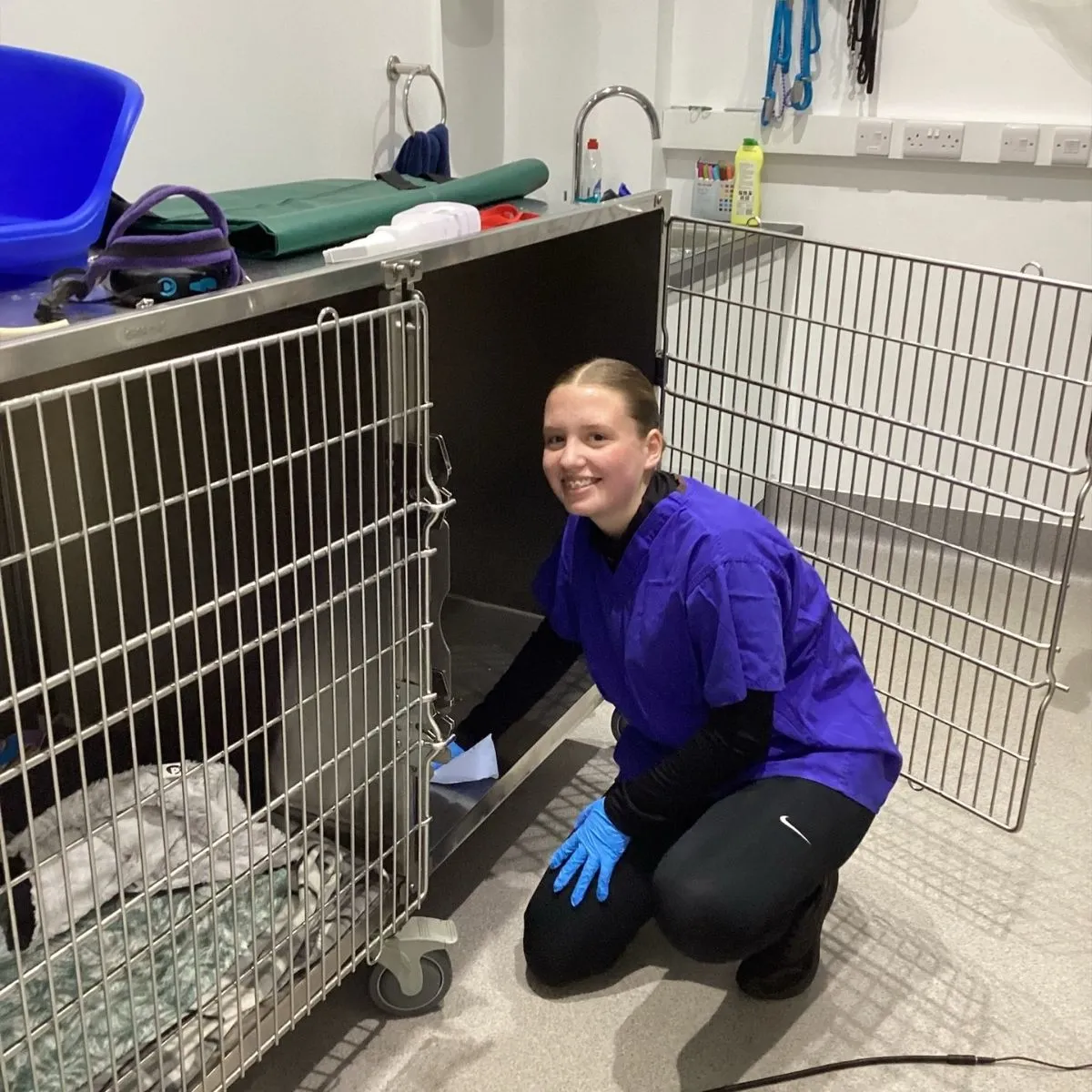 Sanitizing Foster Kitten Enclosure Gloved hands thoroughly cleaning a foster animal enclosure to prevent the spread of illness