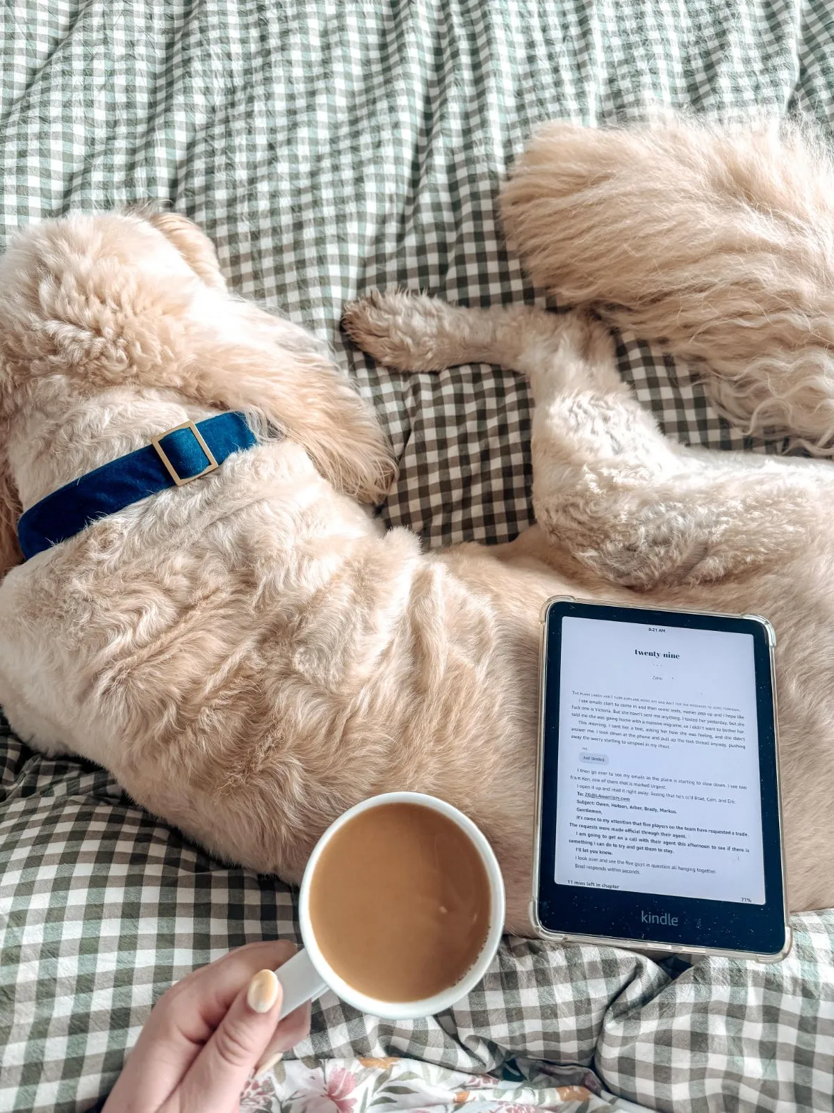Scanning Foster Dog Receipts Scanning a pet store receipt with a smartphone for tax records