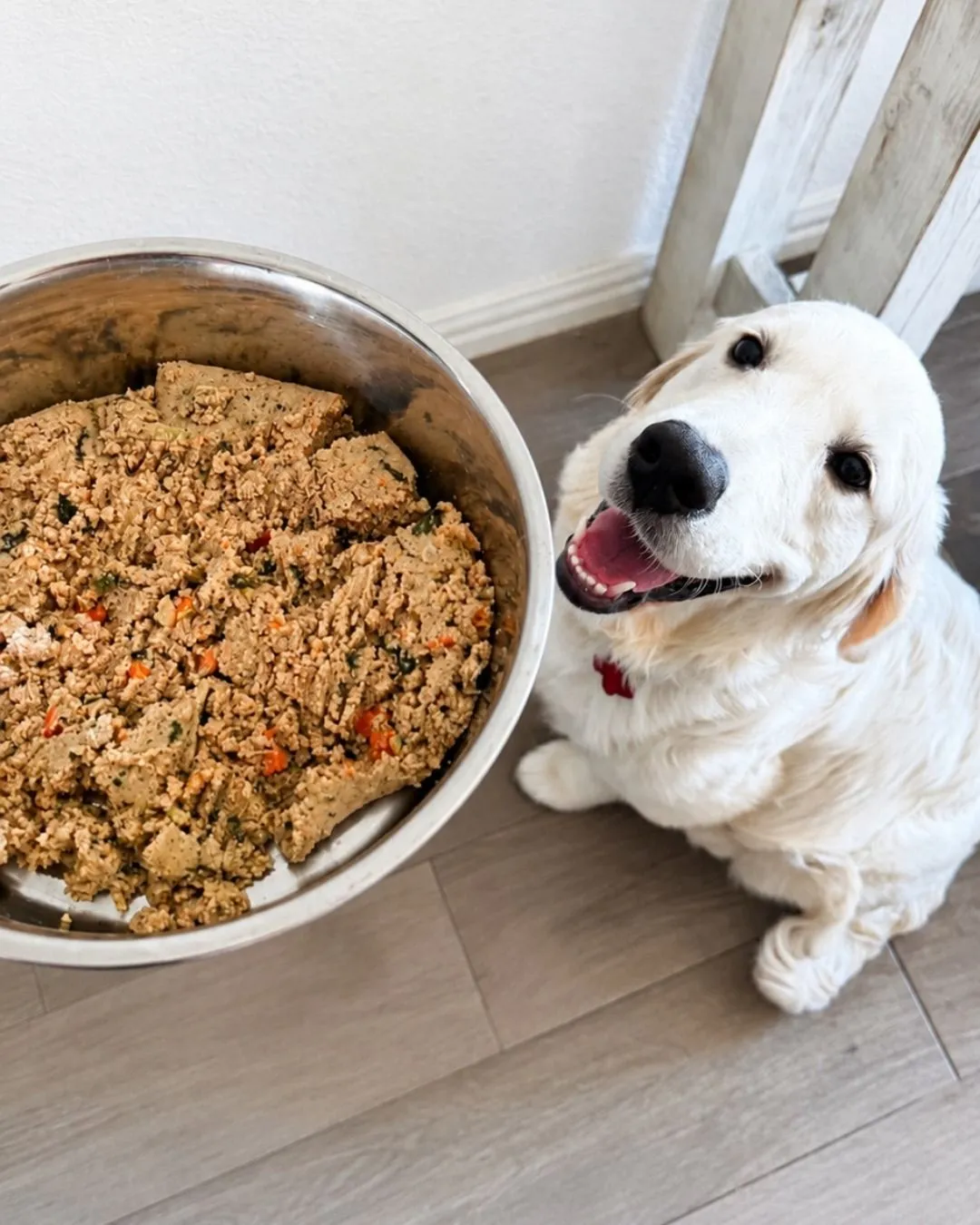 Tax Deductible Foster Dog Supplies Various dog care supplies including harnesses and food laid out for a foster dog