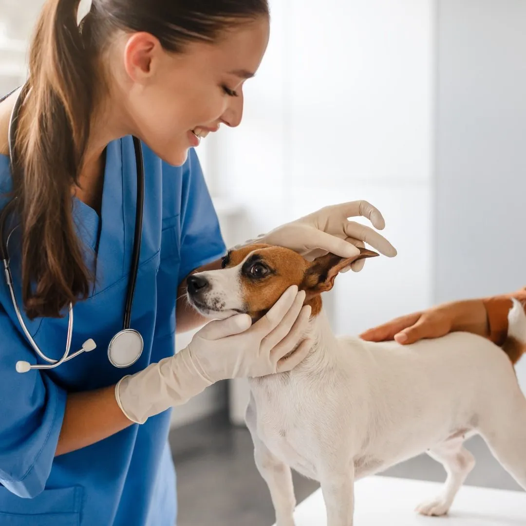 Veterinarian Examining Rescue Dog Veterinarian carefully examining a calm foster dog in a brightly lit clinic
