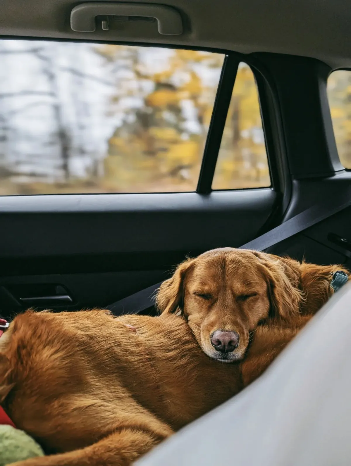 Volunteer driving foster dog in car A rescue volunteer safely transports a calm foster dog in a vehicle