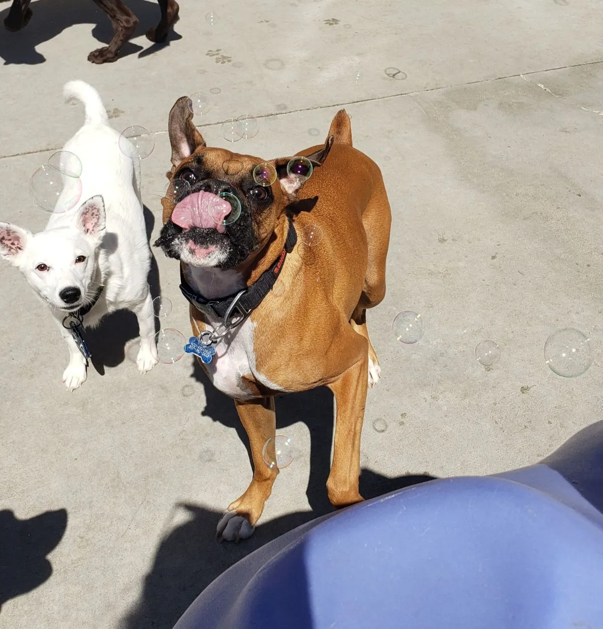 Weekend Foster Dog Arriving A happy rescue dog arriving at a foster home for a weekend stay
